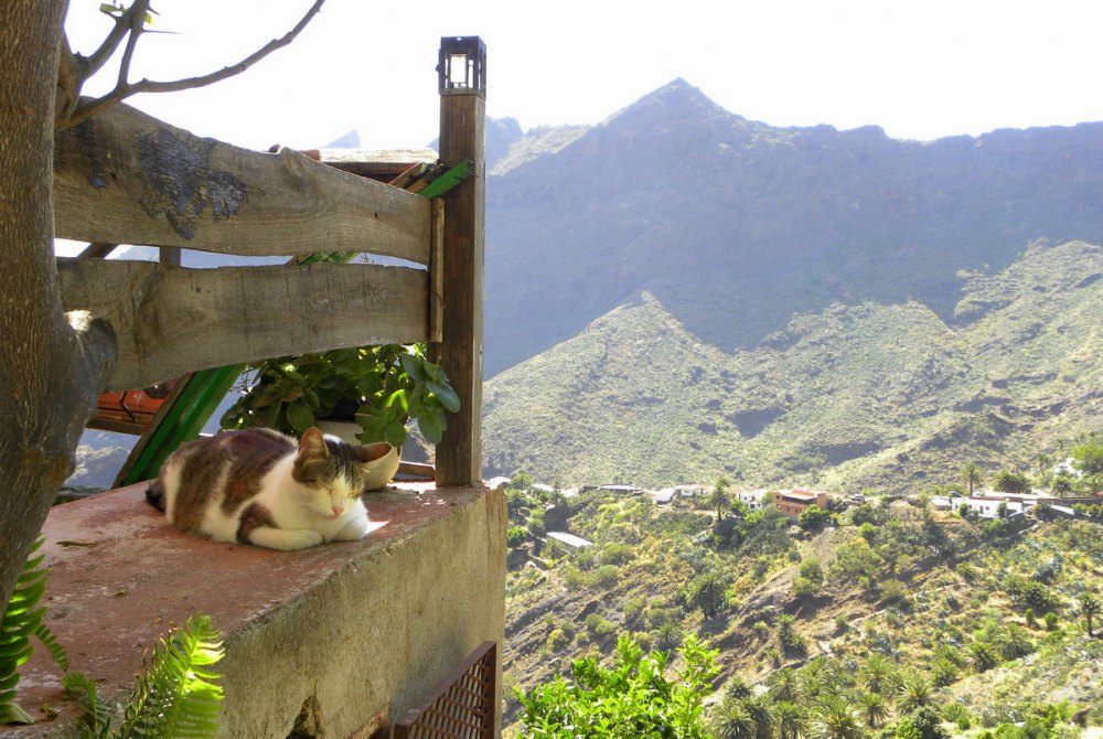 Tenerife 26april2013 040