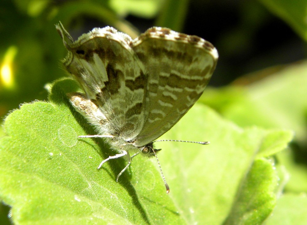 Tenerife 26april2013 042