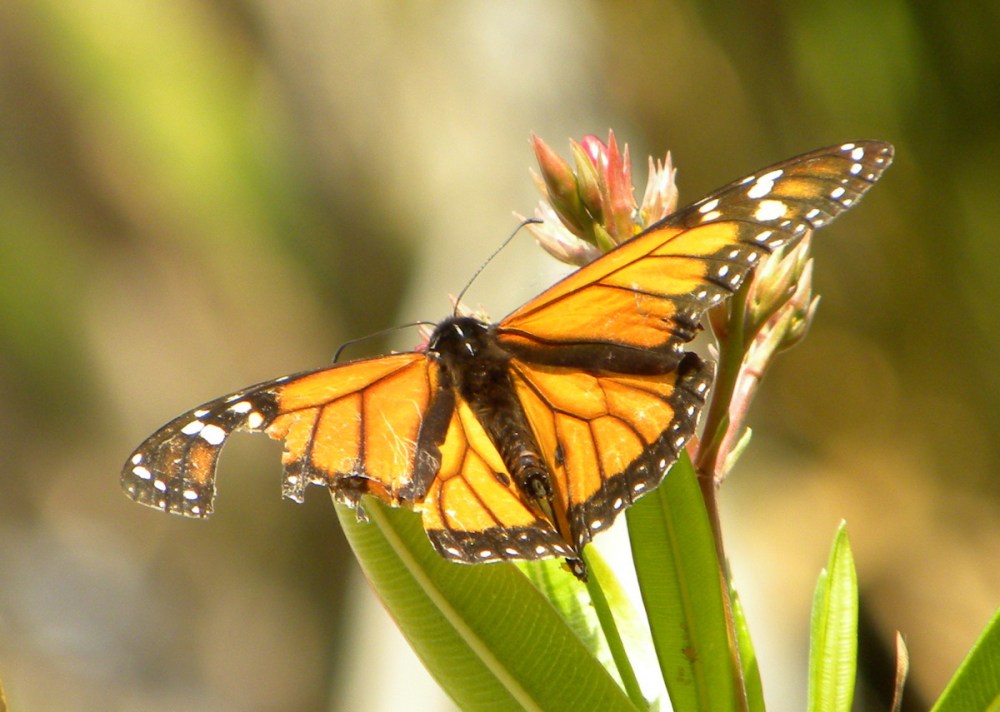 Tenerife 26april2013 048