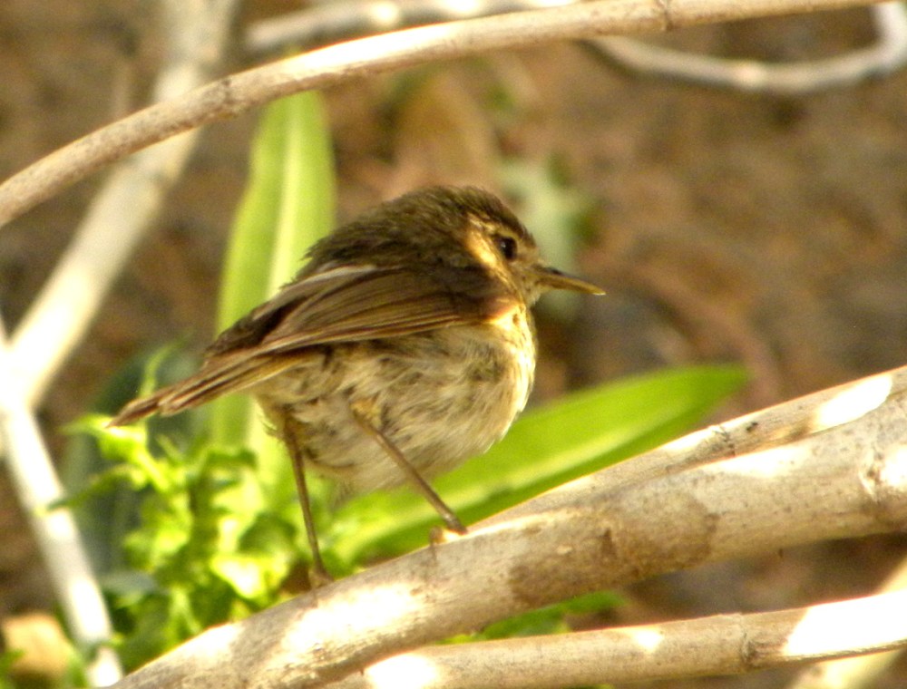 Tenerife 26april2013 051