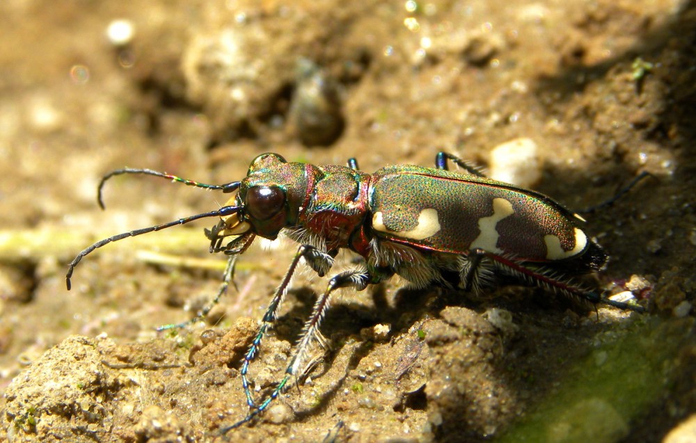 bastaardzandloopkever