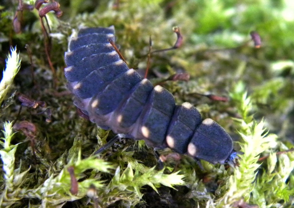 grote glimworm larve