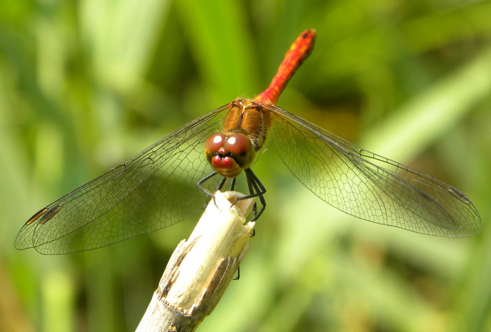 Juli.2013 Brunssumerheide 063