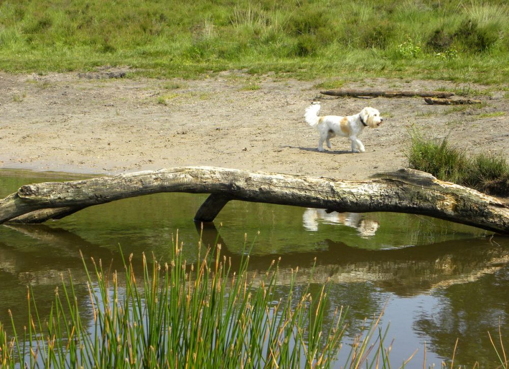 Juli.2013 Brunssumerheide 072