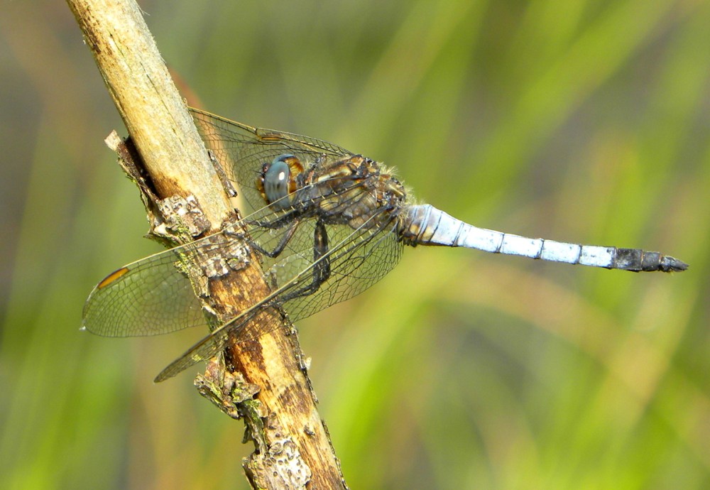 Juli.2013 Brunssumerheide 100