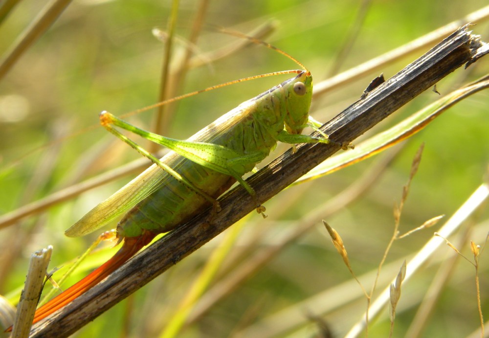 zuidelijk spitskopje