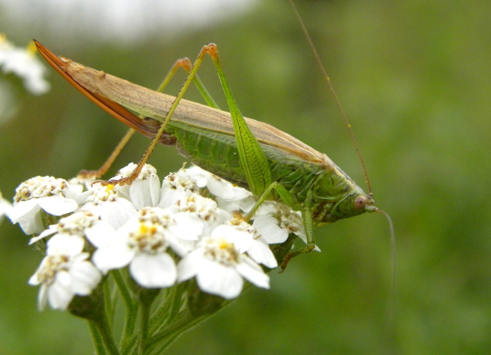 zuidelijk spitskopje