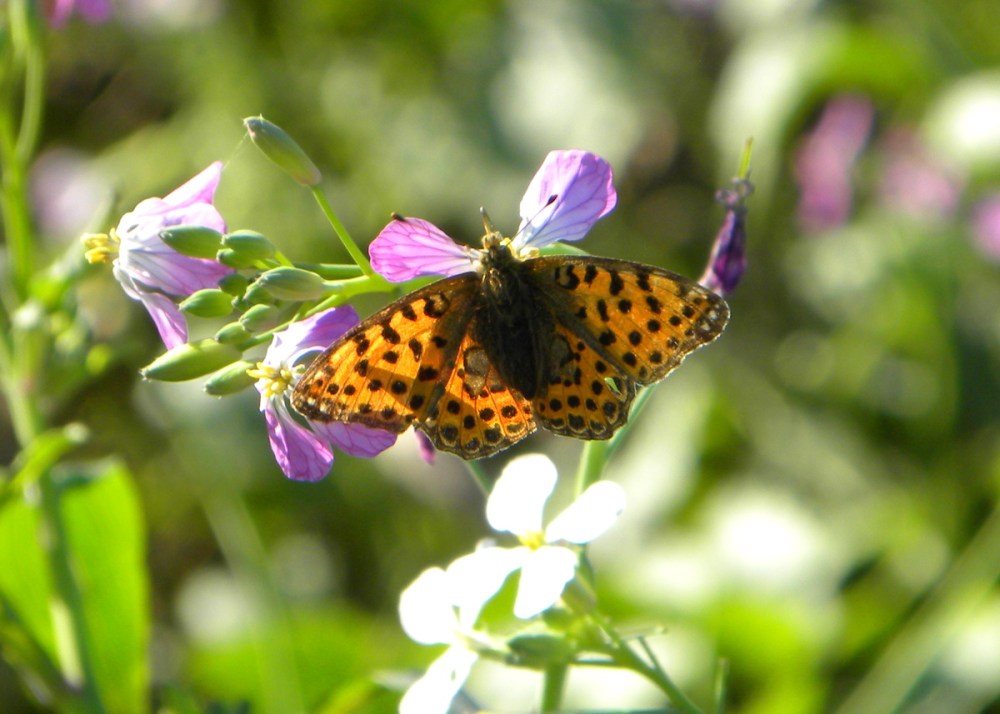 kleine parelmoervlinder