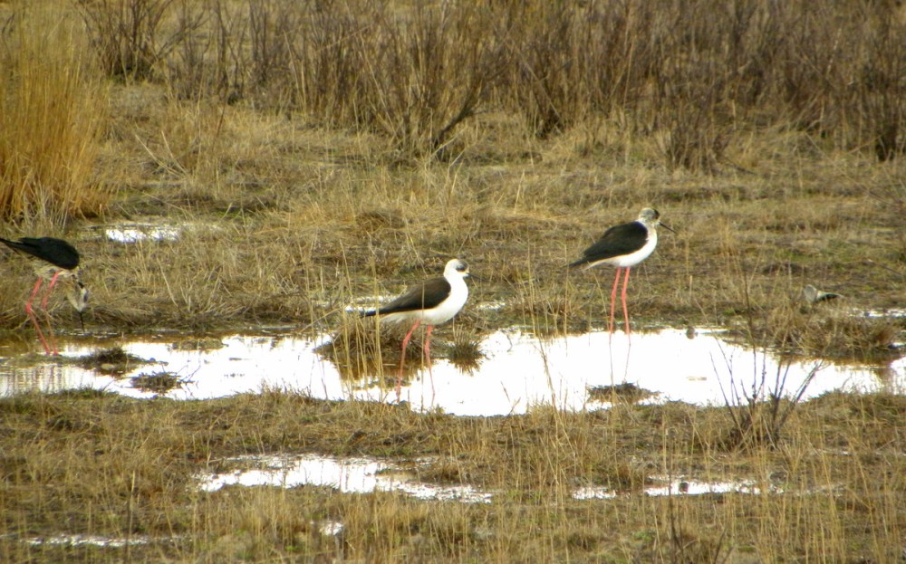 Andalusië.dag2.Jan.2014 034