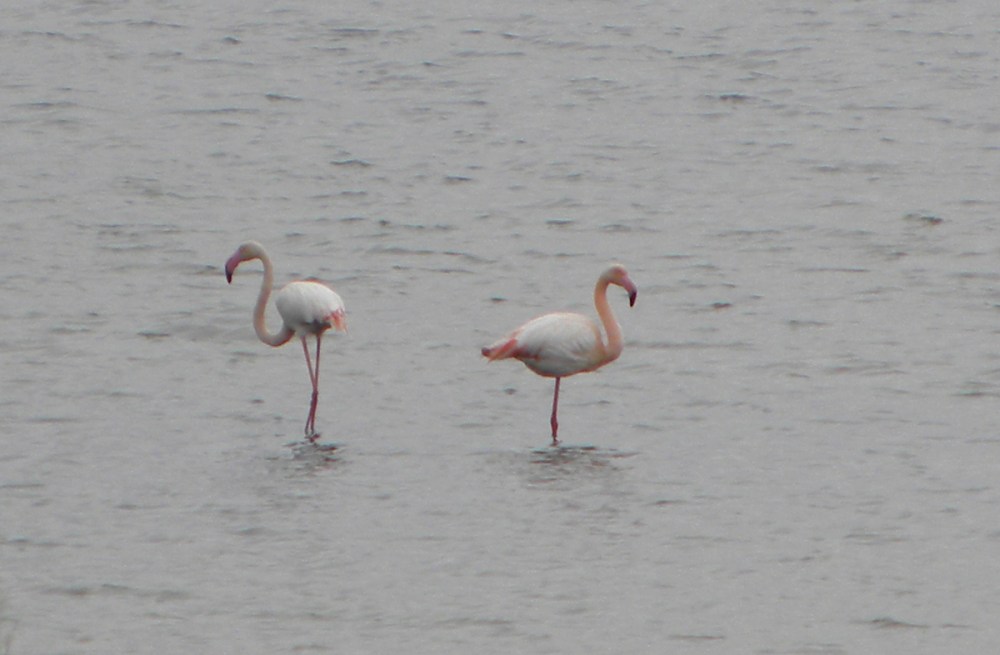 Andalusië.dag2.Jan.2014 071