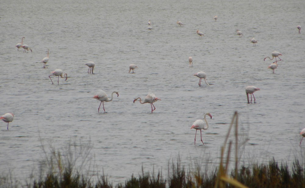 Andalusië.dag2.Jan.2014 079