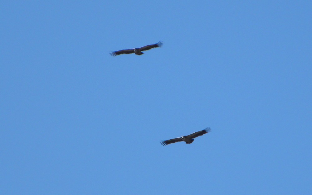 Andalusië.Jan.2014 052