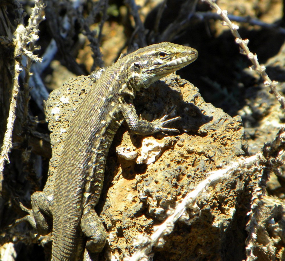 LaPalma, dag 1 en 2 170