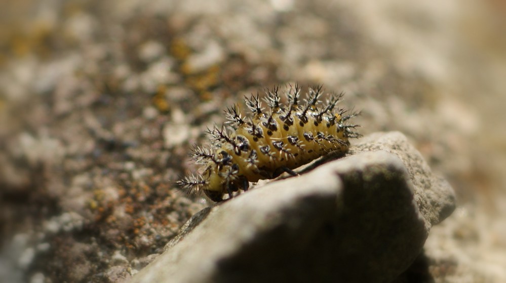 larve heggenranklieveheersbeestje