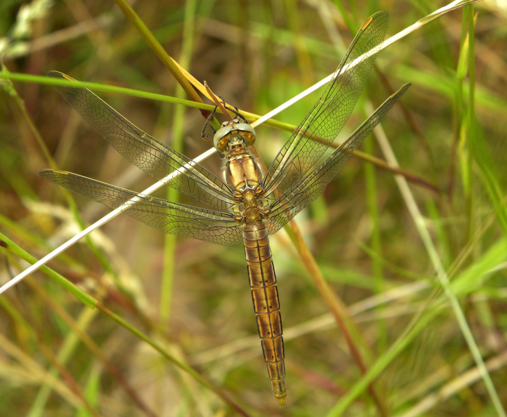 Zuidelijke oeverlibel