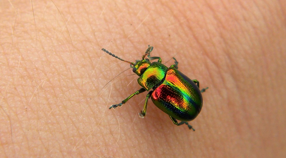 hennepnetelgoudhaantje