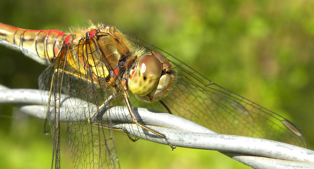 roodbruine heidelibel