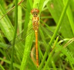 Roodbruine heidelibel