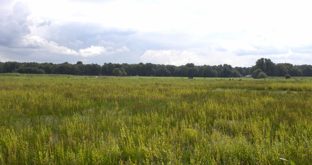 moeras reigersbroek