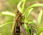 veldsprinkhaan onbekend