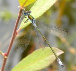 gewone pantserjuffer