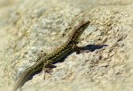 Tyrrheense Muurhagedis – Podarcis&nbsp;tiliguerta