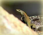 Tyrrheense Muurhagedis – Podarcis&nbsp;tiliguerta