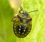 Zuidelijke groene stinkwants