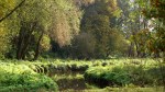 IJzeren bos
