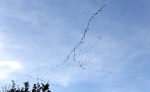 186 kraanvogels