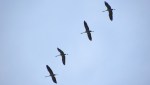 Kraanvogels