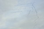 182 kraanvogels
