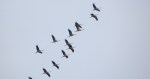 kraanvogels