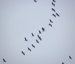 kraanvogels