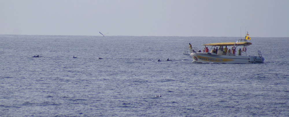 dolfijnen in de verte