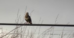 Buizerd