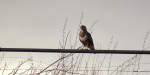 Buizerd