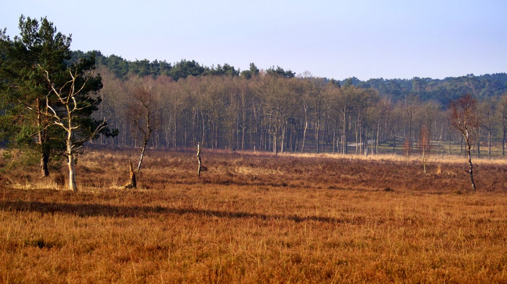 vroege zon op de heide