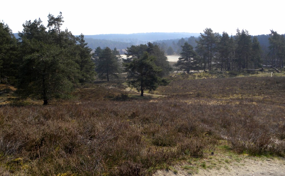 de heide