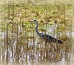 Blauwe reiger