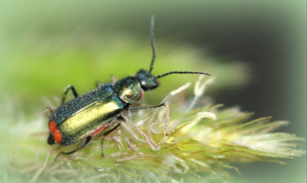 Roodtipbasterdweekschild