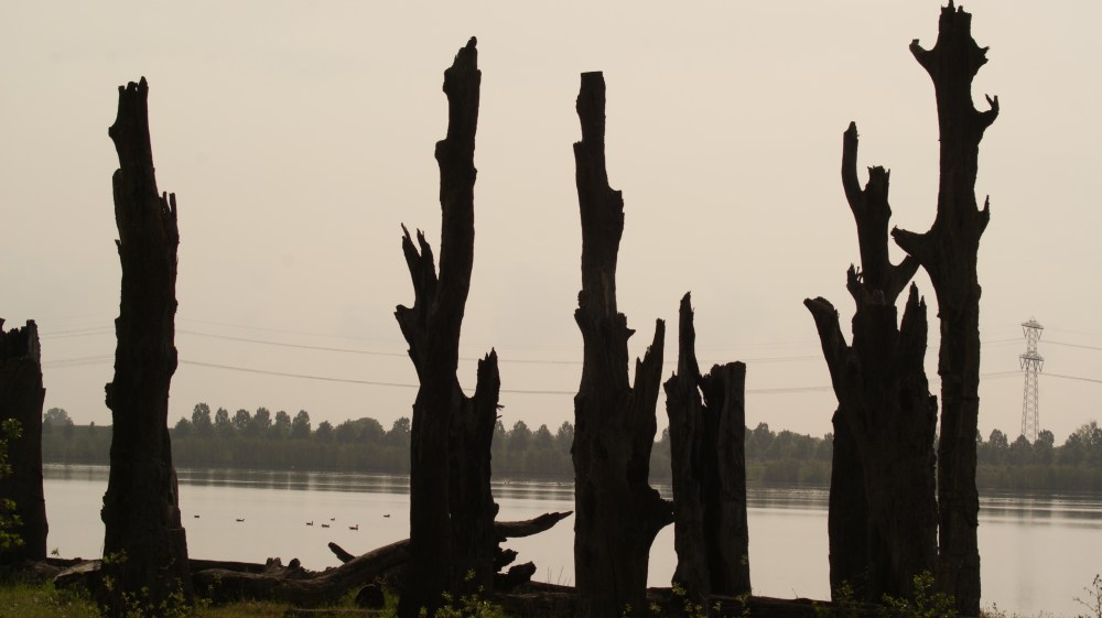 2000 jaar oude bomen