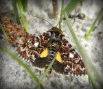 Roodbont Heide-uiltje