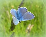 Icarusblauwtje