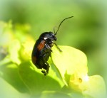 Cryptocephalus moraei