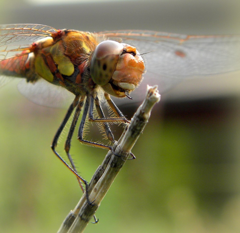 Bruinrode Heidelibel