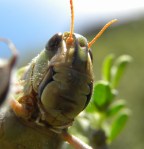 Europese Treksprinkhaan