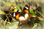 Common Eggfly (vrouw)