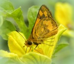 Taractrocera Archias