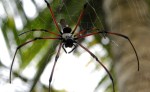 Golden web spider&nbsp;(man)